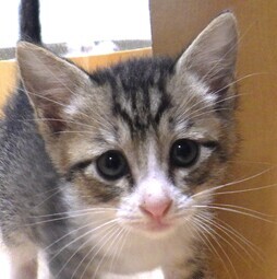譲渡子猫の写真
