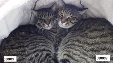 譲渡猫の写真(J8008)(J8009)の写真