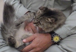 譲渡成猫の写真(J8012-2)