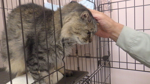 譲渡成猫の写真(J8012-3)