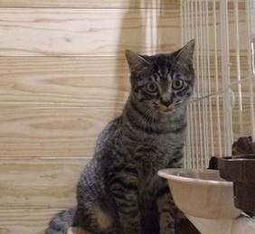 譲渡猫の写真(J8013)