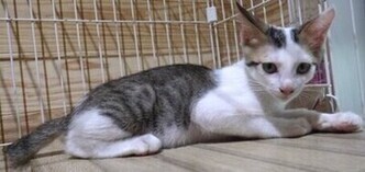 譲渡子猫の写真