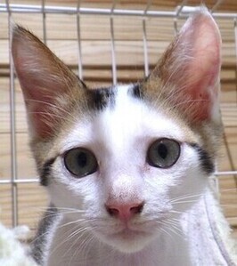 譲渡子猫の写真