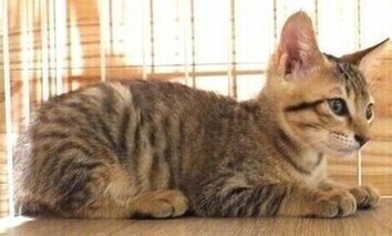 譲渡子猫の写真