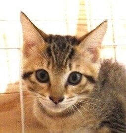 譲渡子猫の写真