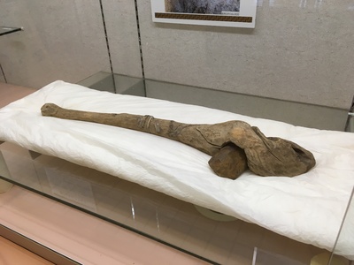 木製の柄が付いた磨製石斧