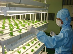 独立行政法人　農業・食品産業技術総合研究機構　九州沖縄農業研究センター　レタス工場の写真
