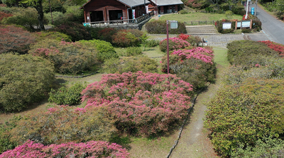 令和７年４月16日に公園を上空から撮影した写真（２枚目）