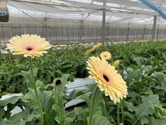 ウメダ花園体験写真