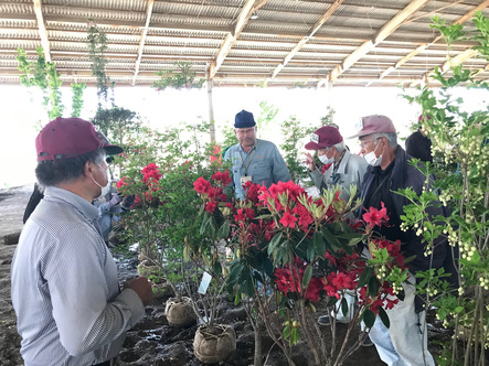 植木のせりの様子