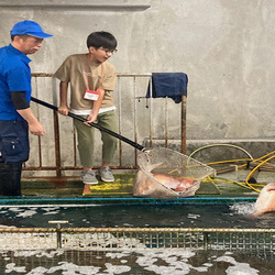 魚すくい体験の写真