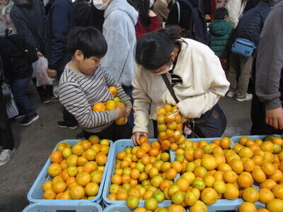 みかん詰めに夢中