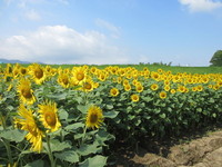 ひまわりは組織の方と地域の方で植えられました