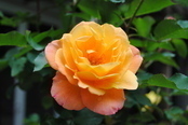1960年に発表した品種アンネのバラの写真