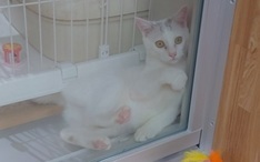 愛護センターの猫