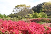 久留米森林つつじ公園