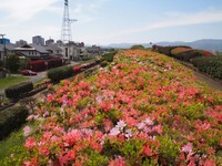 筑後川くるめつつじ園