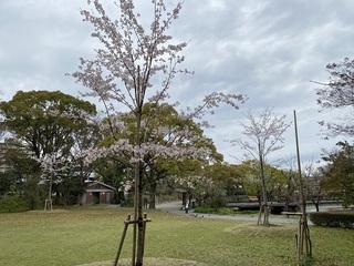 ソメイヨシノ植樹後2年の開花状況を南東より撮影