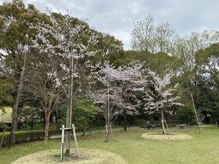 ソメイヨシノ植樹後2年の開花状況を北側より撮影