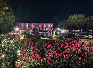 石橋文化センターの夜のバラ