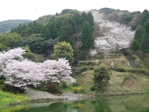 王子池の桜の写真