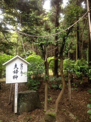 夫婦榊・愛のさざんかの写真