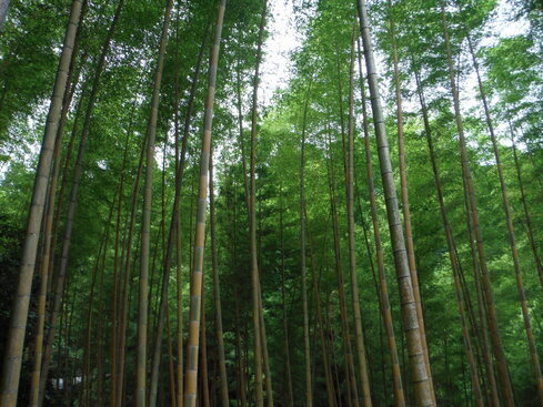 孟宗金明竹林の写真