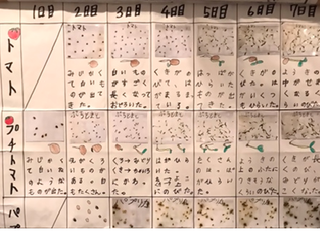 トマトやパプリカの種から発芽する毎日の変化図