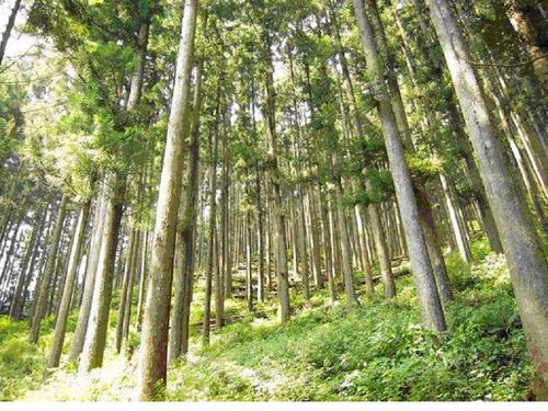 久留米市田主丸財産区の緑豊かな自然